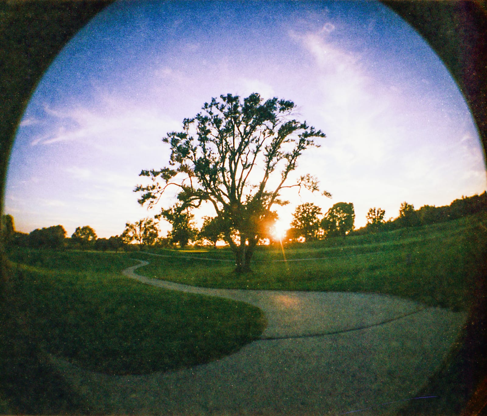 Sunset over the cart path and the big tree, bent into a fisheye circle